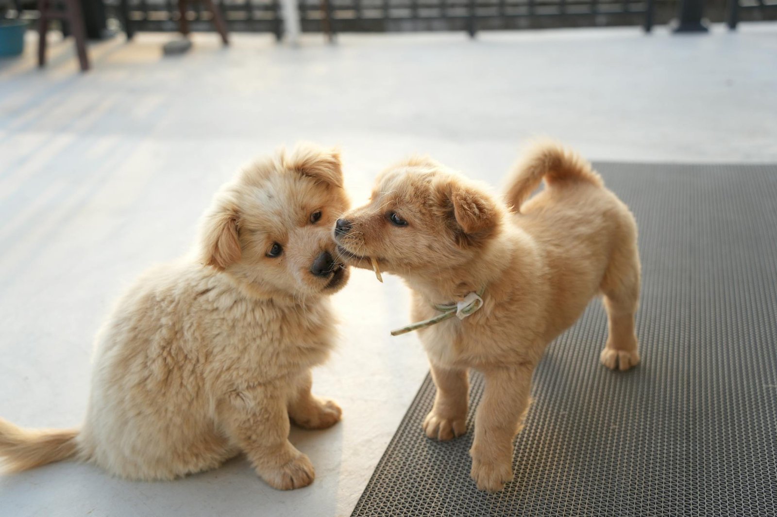 Two fluffy golden puppies playfully interacting on an outdoor rooftop setting.